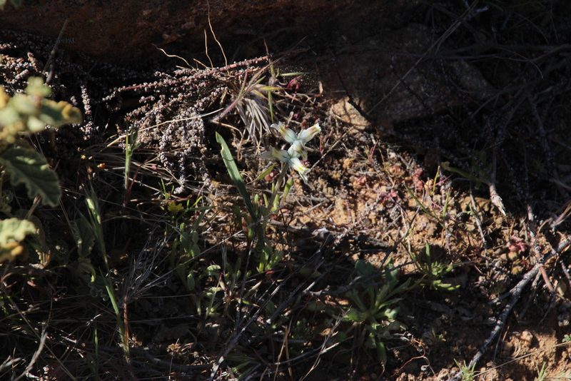 Lachenalia inconspicua, photographed by Tony Rebelo