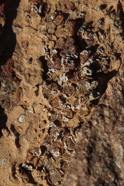 Conophytum pellucidum, photographed by Tony Rebelo
