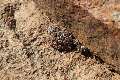 Conophytum pellucidum, photographed by Tony Rebelo