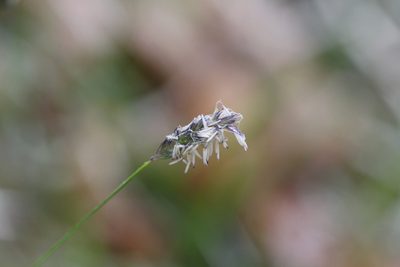 Sesleria albicans, photographed by antrum