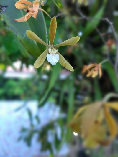 Encyclia stellata, photographed by Francis Pérez