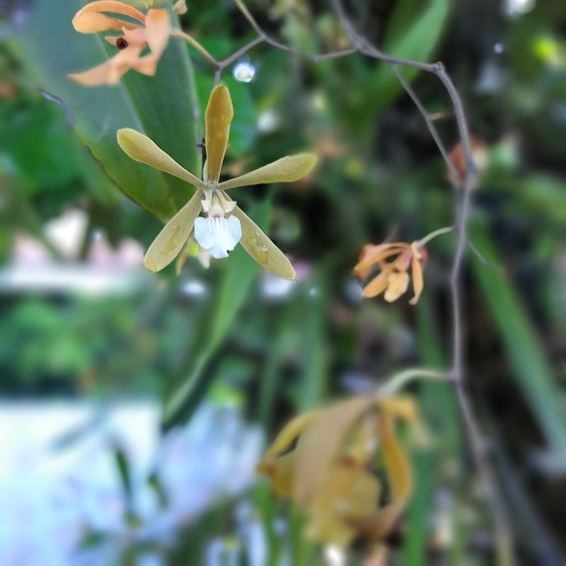 Encyclia stellata, photographed by Francis Pérez