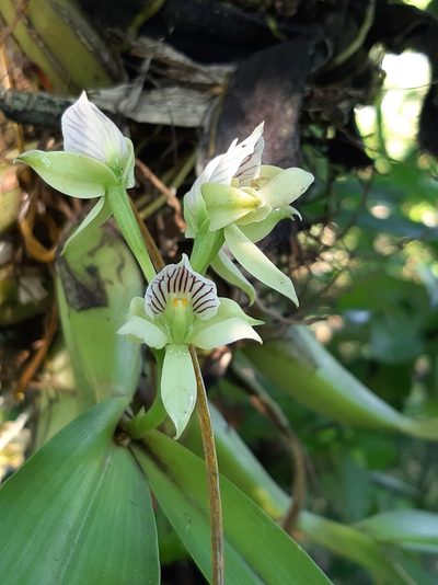 Prosthechea chacaoensis, photographed by Francis Pérez