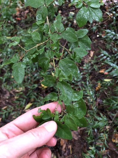 Canthium ciliatum, photographed by Sunčana Bradley