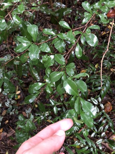 Putterlickia verrucosa, photographed by Sunčana Bradley