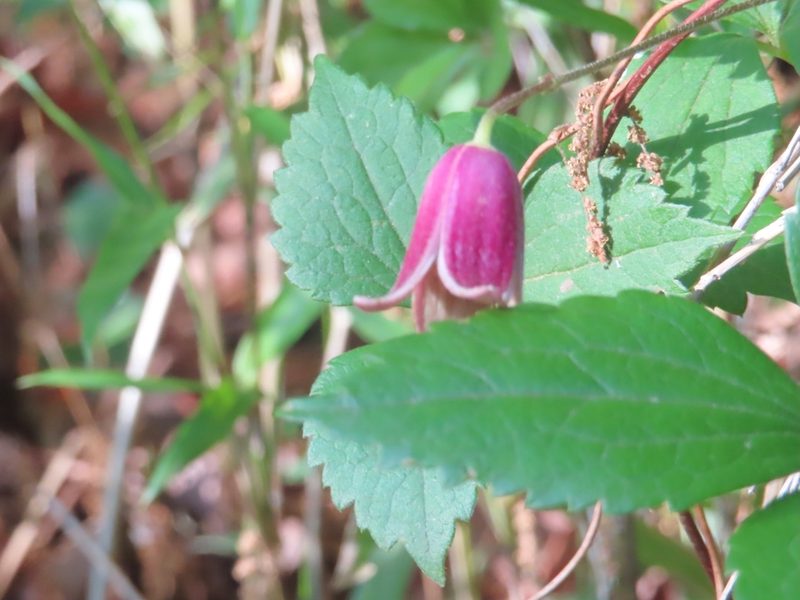 Clematis japonica, photographed by mami_t_t