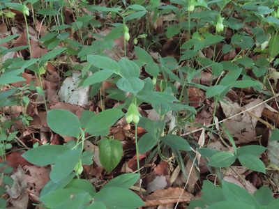 Polygonatum involucratum, photographed by mami_t_t