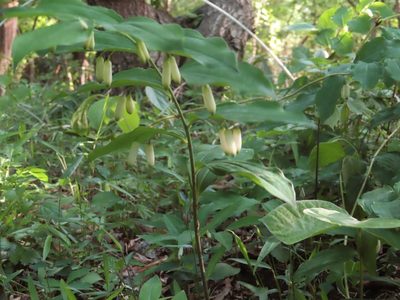 Polygonatum lasianthum, photographed by mami_t_t