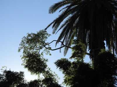 Ficus luschnathiana, photographed by Leonel Roget