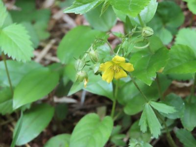 Potentilla freyniana, photographed by mami_t_t