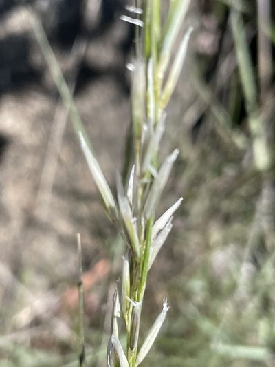 Melica frutescens, photographed by Sula Vanderplank