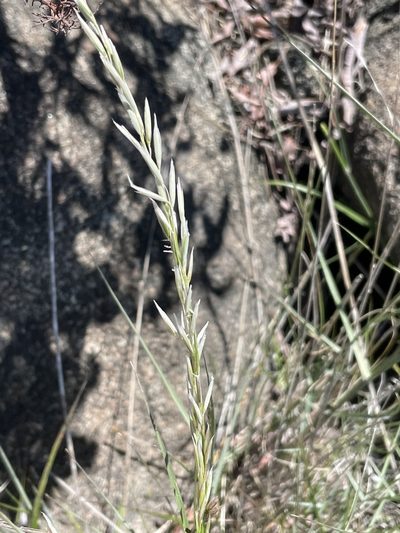 Melica frutescens, photographed by Sula Vanderplank