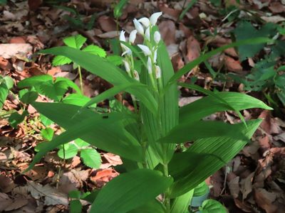 Cephalanthera longibracteata, photographed by mami_t_t