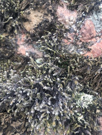 Hedwigia emodica, photographed by Виктор