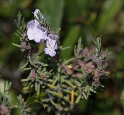 Conradina canescens, photographed by Lauren McLaurin