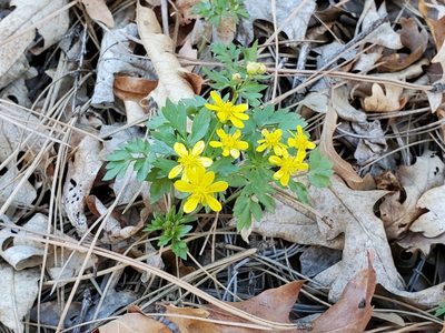 Cyrtorhyncha ranunculina, photographed by Craig Martin