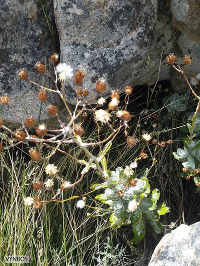 Oresbia heterocarpa, photographed by Chris Vynbos