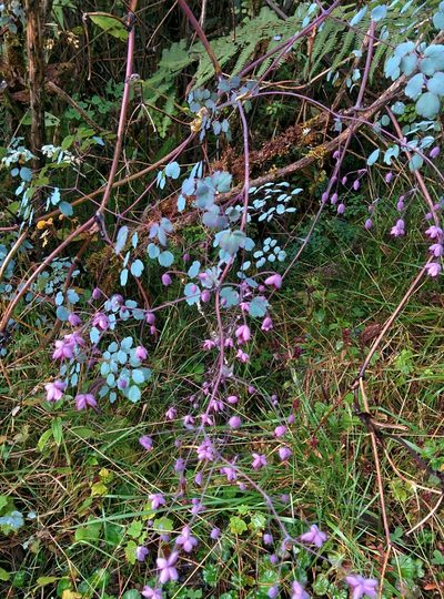 Thalictrum podocarpum, photographed by Julien Renoult