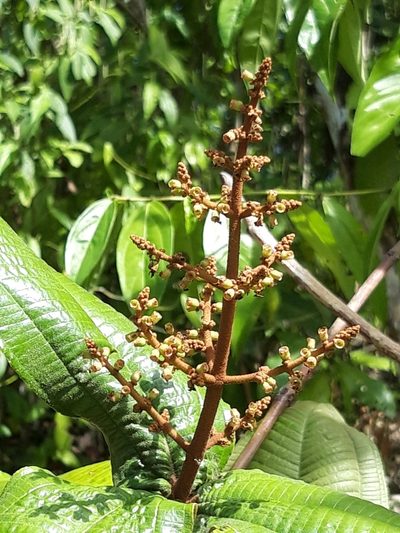 Miconia impetiolaris, photographed by keesgroenendijk