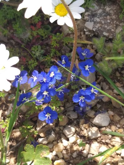 Veronica glauca, photographed by Marina Nioti