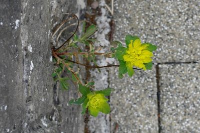 Euphorbia epithymoides, photographed by Patrick Meurin