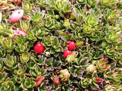Disterigma empetrifolium, photographed by Julien Renoult