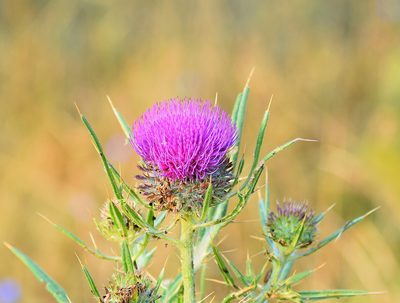 Cirsium ligulare, photographed by Kostas Zontanos