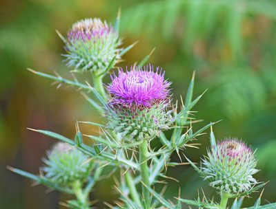 Cirsium ligulare, photographed by Kostas Zontanos