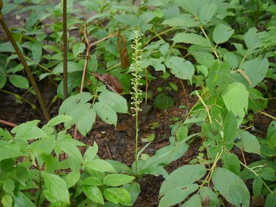 Habenaria furcifera, photographed by Dinesh Valke