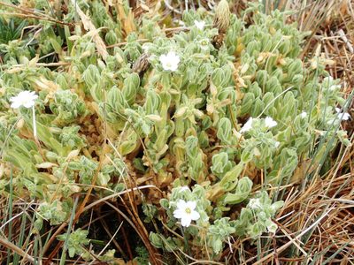 Cerastium floccosum, photographed by Julien Renoult