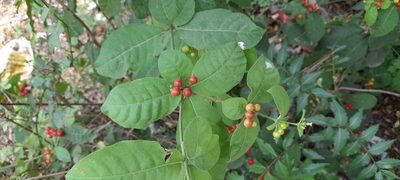 Rauvolfia tetraphylla, photographed by P Jeganathan