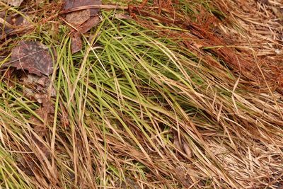 Carex pediformis, photographed by Nina Filippova