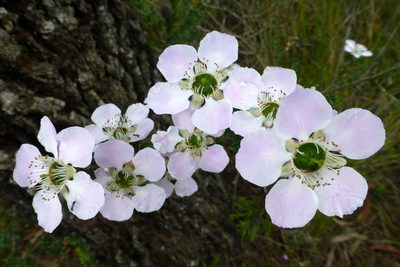 Leptospermum rotundifolium, photographed by Murray Dawson