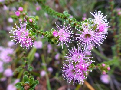 Kunzea parvifolia, photographed by Murray Dawson