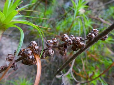 Dracophyllum secundum, photographed by Murray Dawson