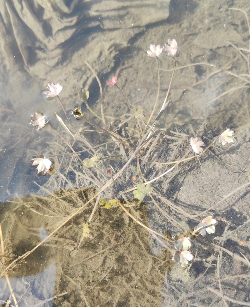 Ranunculus radicans, photographed by Юлия