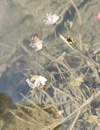Ranunculus radicans, photographed by Юлия