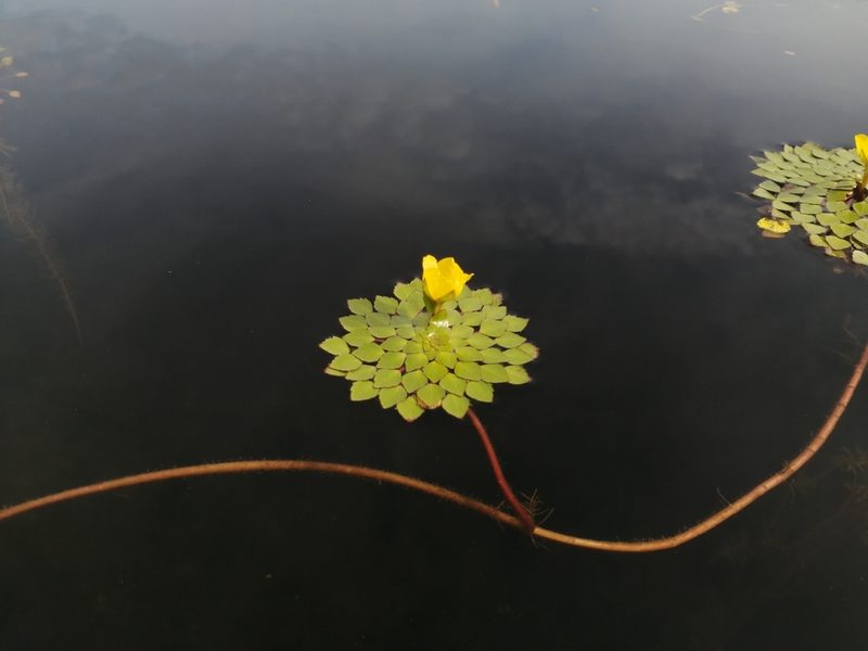 Ludwigia sedioides, photographed by Andrew Quitmeyer