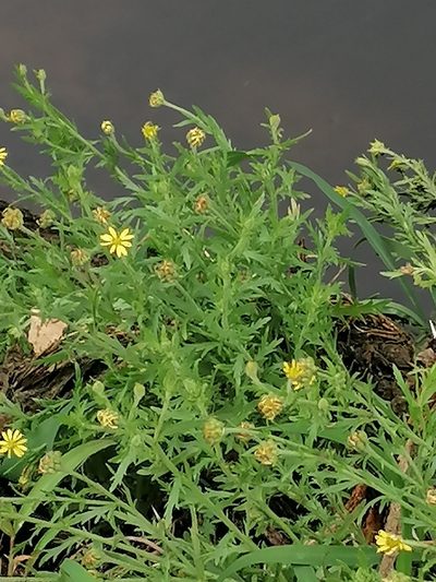 Osteospermum muricatum, photographed by Hildegard Klein