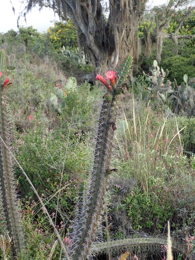 Borzicactus sepium, photographed by Julien Renoult