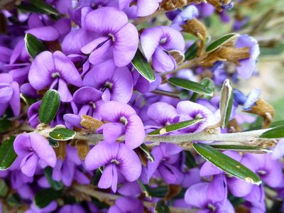 Hovea montana, photographed by Murray Dawson