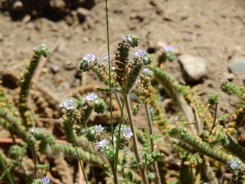 Phacelia artemisioides, photographed by Guillermo Debandi