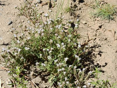 Phacelia artemisioides, photographed by Guillermo Debandi