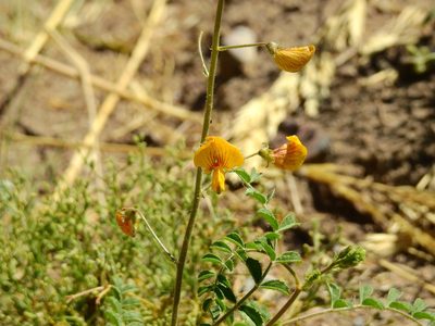 Adesmia grandiflora, photographed by Guillermo Debandi