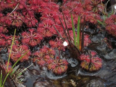 Drosera kaieteurensis, photographed by Paul Prior