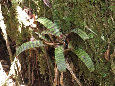 Lutheria splendens, photographed by Paul Prior