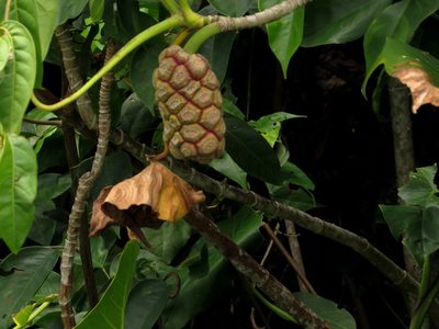 Montrichardia arborescens, photographed by Paul Prior
