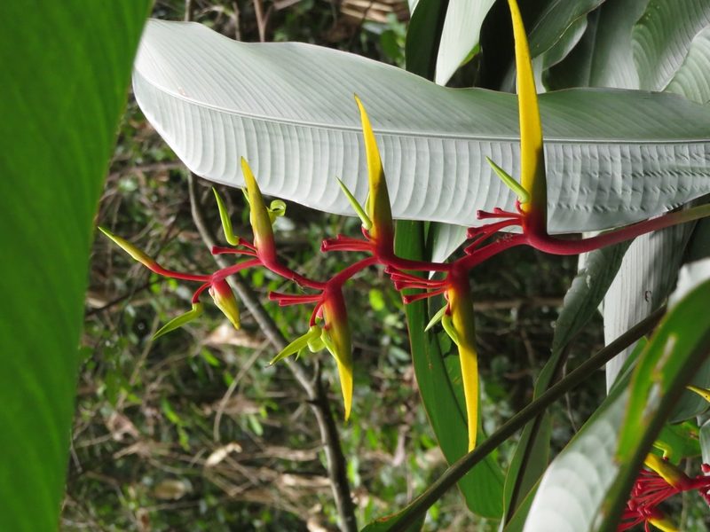 Heliconia richardiana, photographed by Paul Prior