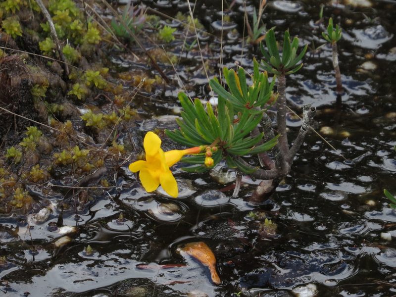 Mandevilla benthamii, photographed by Paul Prior