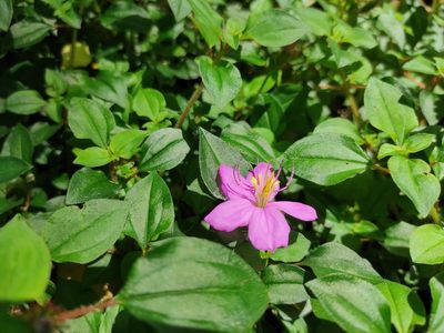 Heterotis rotundifolia, photographed by Eduardo A. Bolaños Vargas